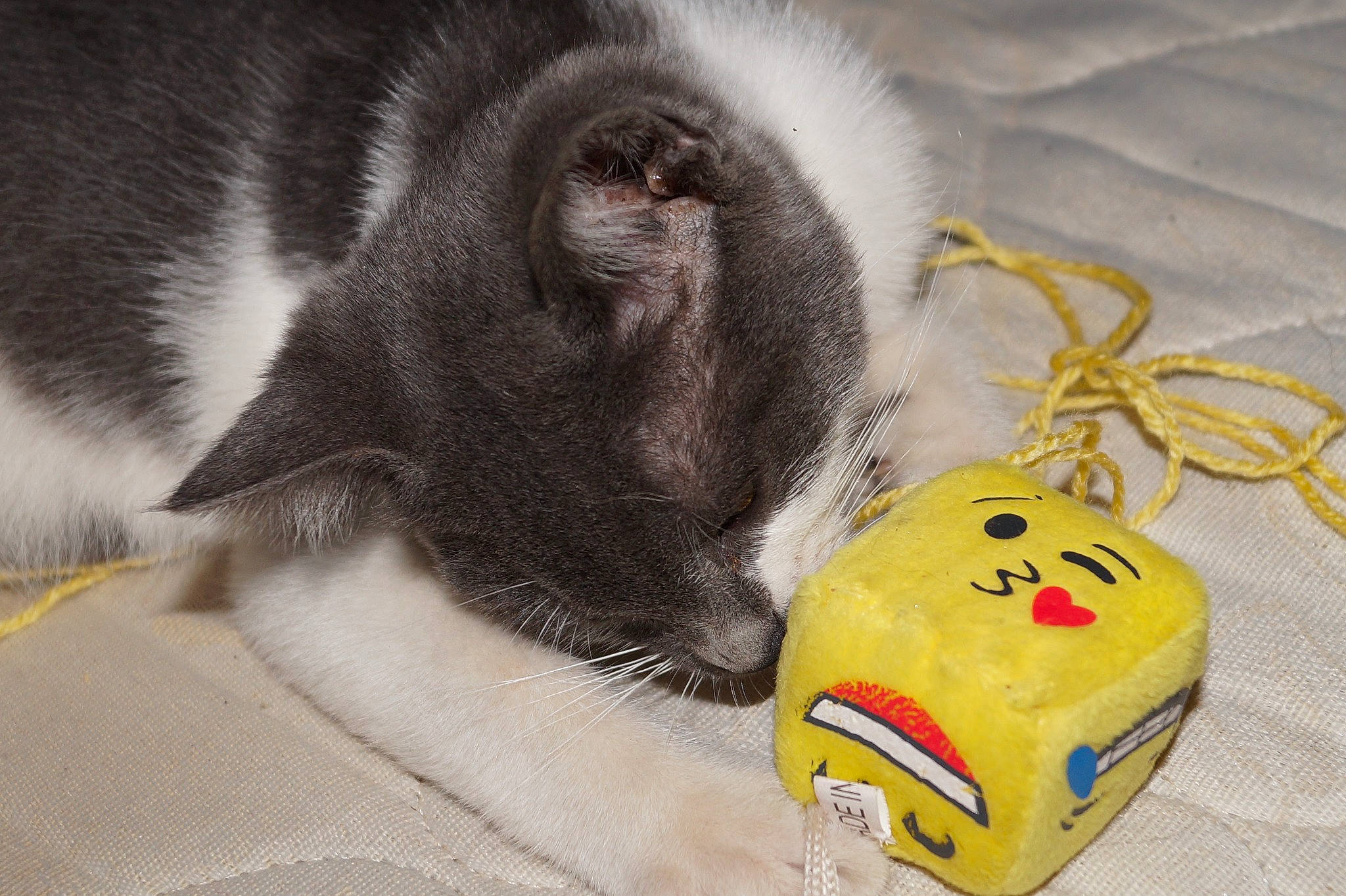 Sid a rejoint le concours — aidez-le/la à gagner de superbes lots ! bag, cap, carmine, carnivore, cat, cat_supply, comfort, domestic_short_haired_cat, fashion_accessory, felidae, fur, paw, personal_protective_equipment, small_to_medium_sized_cats, snout, stuffed_toy, tail, textile, toy, whiskers