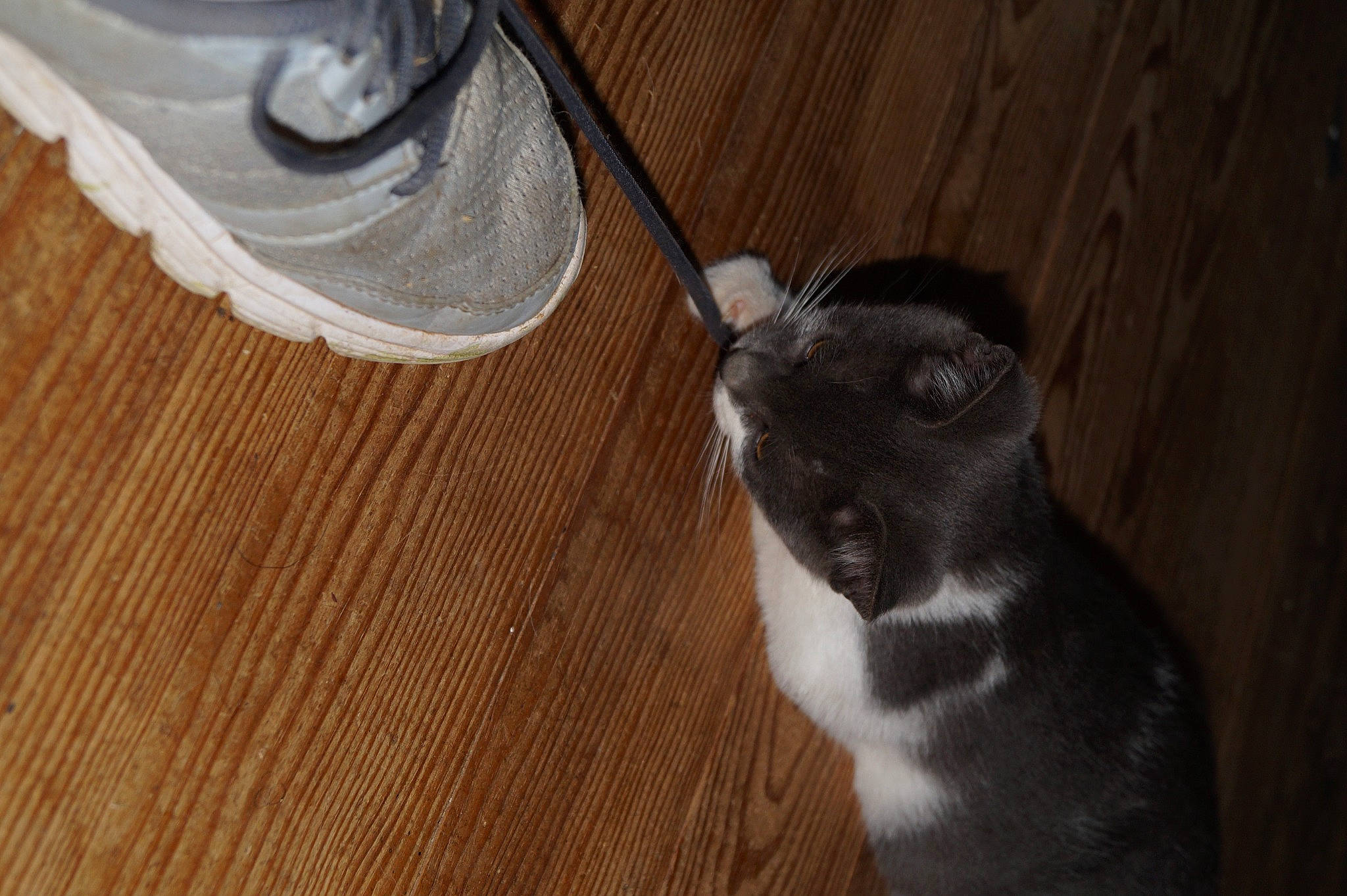 Sid participe au concours pour gagner de l'argent avec cette photo : carnivore, cat, domestic_short_haired_cat, drinking_water, fawn, felidae, floor, flooring, fur, grey, hardwood, laminate_flooring, paw, rodent, small_to_medium_sized_cats, tail, whiskers, wood, wood_flooring, wood_stain