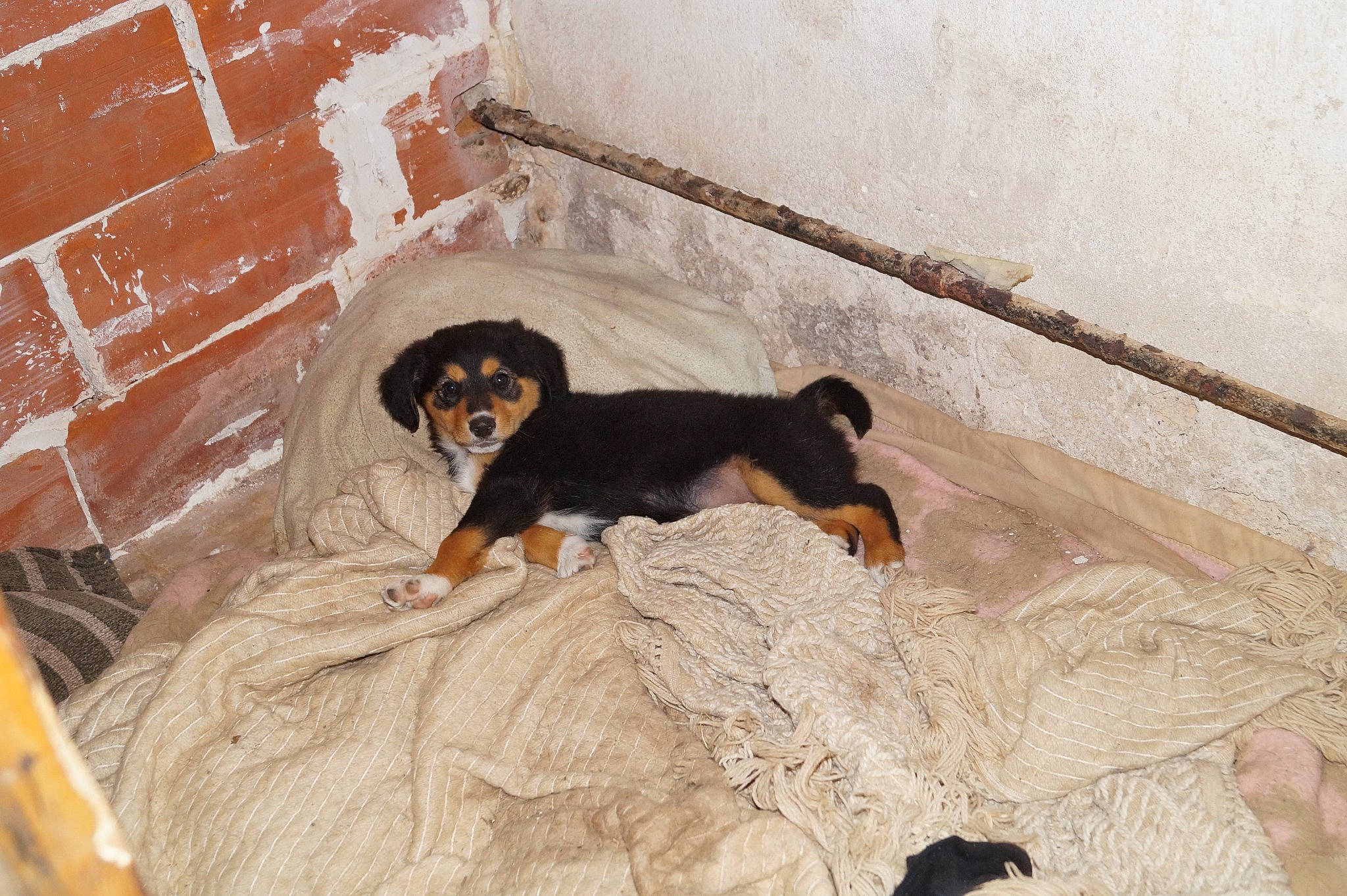 Qeen participe au concours pour gagner de l'argent avec cette photo : brick, brickwork, brown, building_material, carnivore, comfort, companion_dog, concrete, dog, dog_breed, flooring, hunting_dog, mortar, pet_supply, sporting_group, terrestrial_animal, toy_dog, wall, working_animal, working_dog