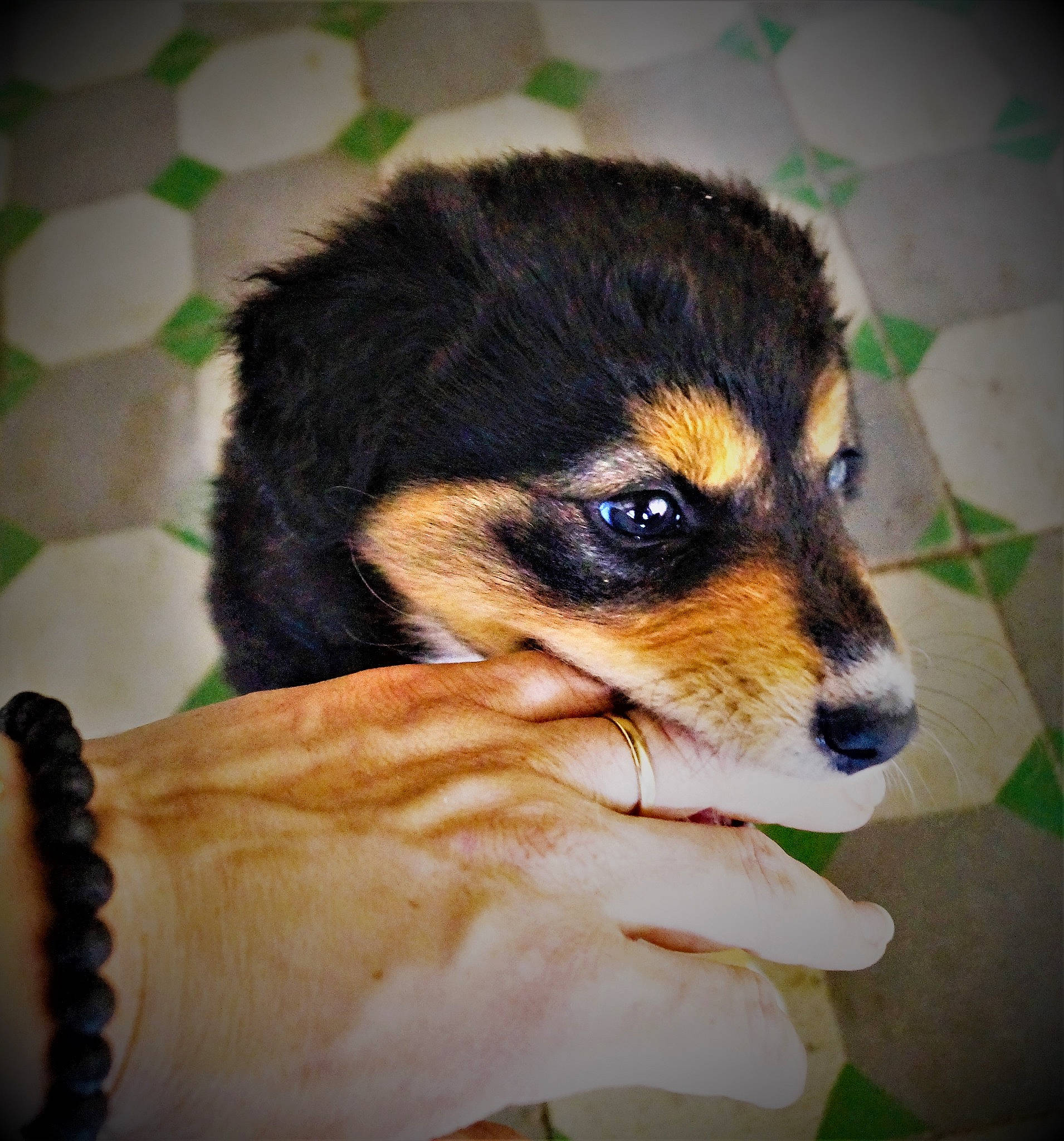 Qeen a rejoint le concours — aidez-le/la à gagner de superbes lots ! beer, canidae, carnivore, companion_dog, dog, dog_breed, ear, fawn, felidae, fur, gesture, iris, nail, paw, snout, sporting_group, terrestrial_animal, toy_dog, whiskers, wrist