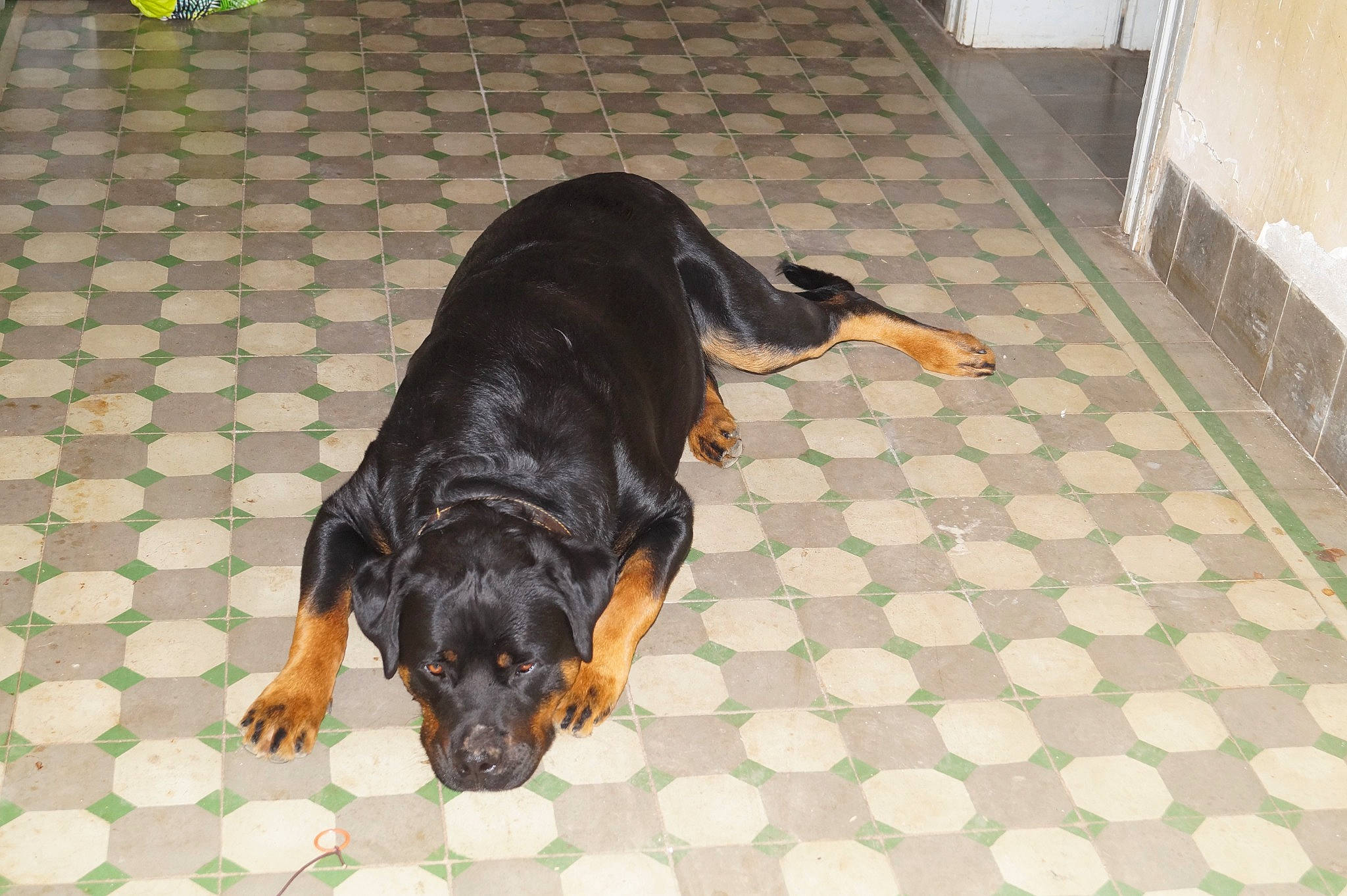 Qeen participe au concours pour gagner de l'argent avec cette photo : canidae, carnivore, comfort, companion_dog, dog, dog_breed, fawn, floor, flooring, fur, guard_dog, hardwood, liver, sharing, snout, sporting_group, tail, terrestrial_animal, working_animal, working_dog