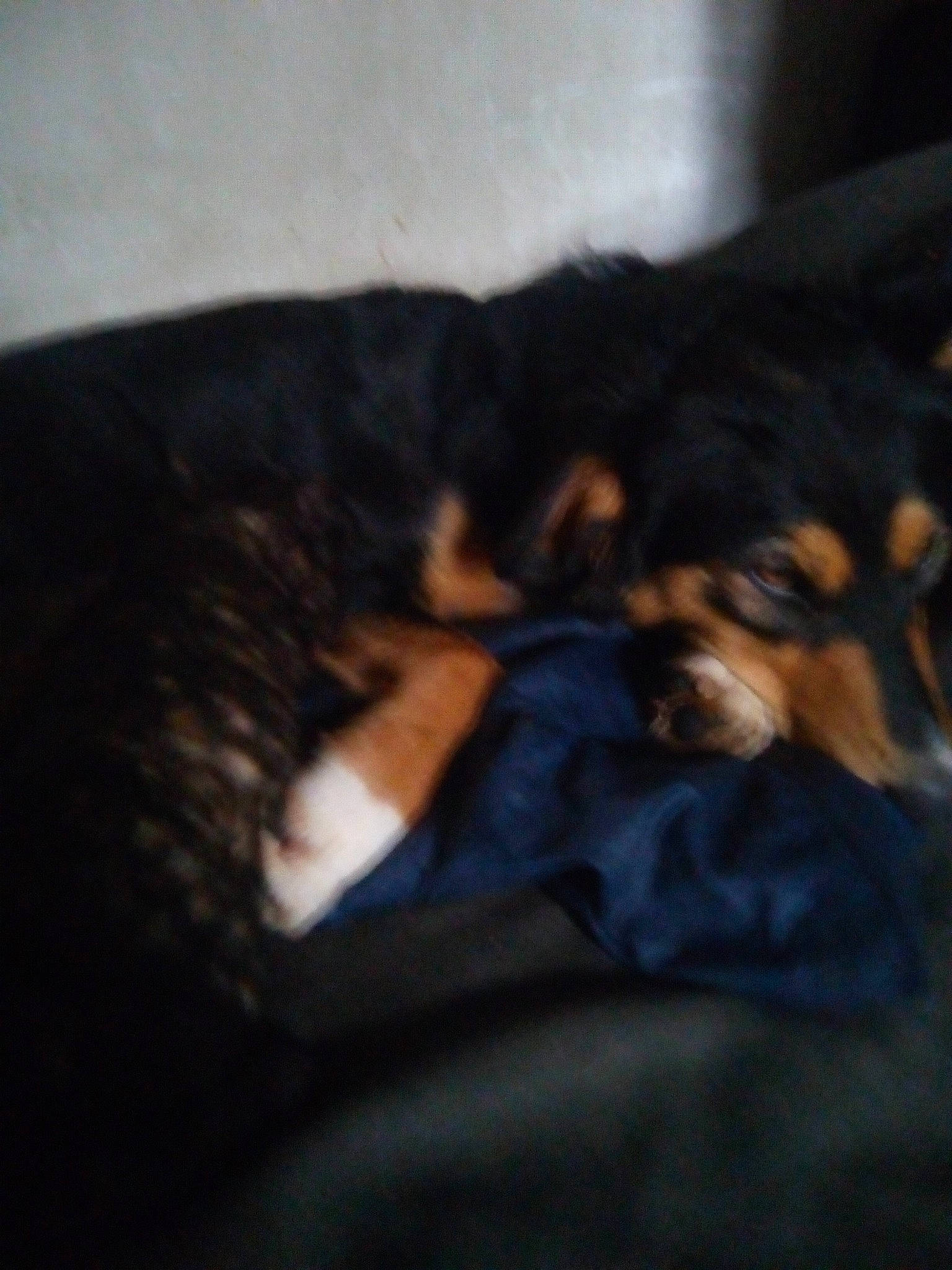 Qeen a rejoint le concours — aidez-le/la à gagner de superbes lots ! canidae, carnivore, comfort, companion_dog, darkness, dog, dog_breed, electric_blue, fur, guard_dog, nap, paw, puppy, sleep, snout, sporting_group, tail, terrestrial_animal, tints_and_shades, working_dog