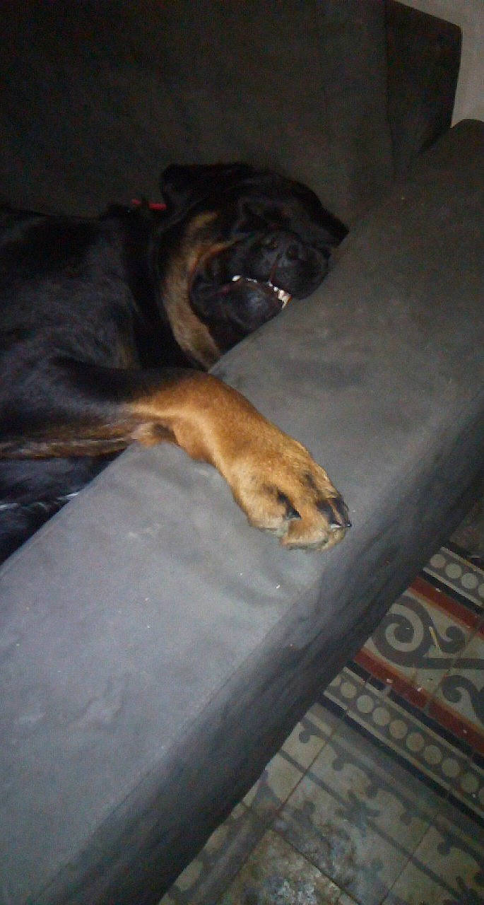 Pharos a rejoint le concours — aidez-le/la à gagner de superbes lots ! brown, carnivore, comfort, companion_dog, dog, dog_breed, fawn, felidae, floor, flooring, fur, guard_dog, hardwood, mammal, paw, small_to_medium_sized_cats, tail, toy_dog, whiskers, wood