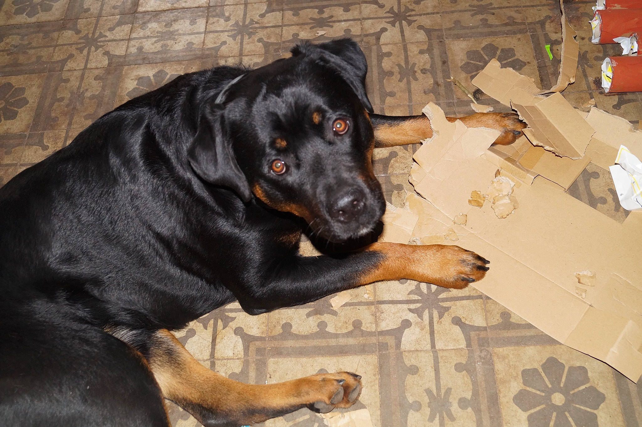 Pharos participe au concours pour gagner de l'argent avec cette photo : canidae, carnivore, collar, companion_dog, dobermann, dog, dog_breed, event, fawn, fur, guard_dog, hunting_dog, rottweiler, shipping_box, sitting, snout, sporting_group, terrestrial_animal, working_animal, working_dog