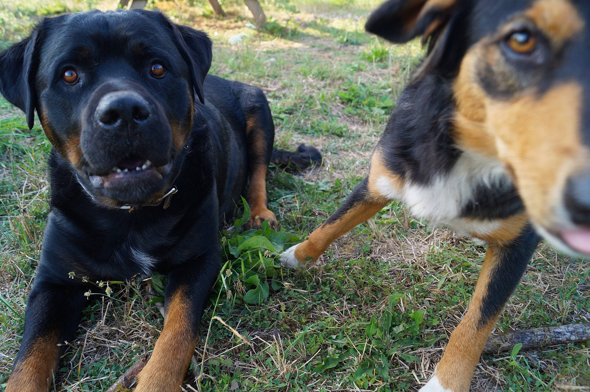 Pharos participe au concours pour gagner de l'argent avec cette photo : canidae, carnivore, companion_dog, dog, dog_breed, fawn, grass, green, guard_dog, hunting_dog, plant, snout, sporting_group, terrestrial_animal, whiskers, working_animal, working_dog