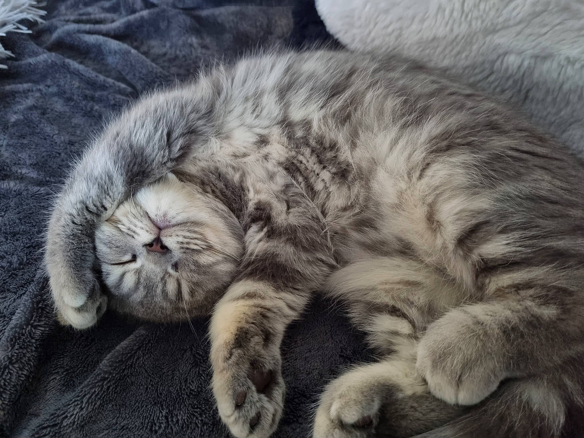 Simba a rejoint le concours — aidez-le/la à gagner de superbes lots ! carnivore, cat, claw, comfort, domestic_short_haired_cat, felidae, fur, grey, mammal, monochrome_photography, nap, paw, sleep, small_to_medium_sized_cats, snout, tail, terrestrial_animal, vertebrate, whiskers, wrinkle