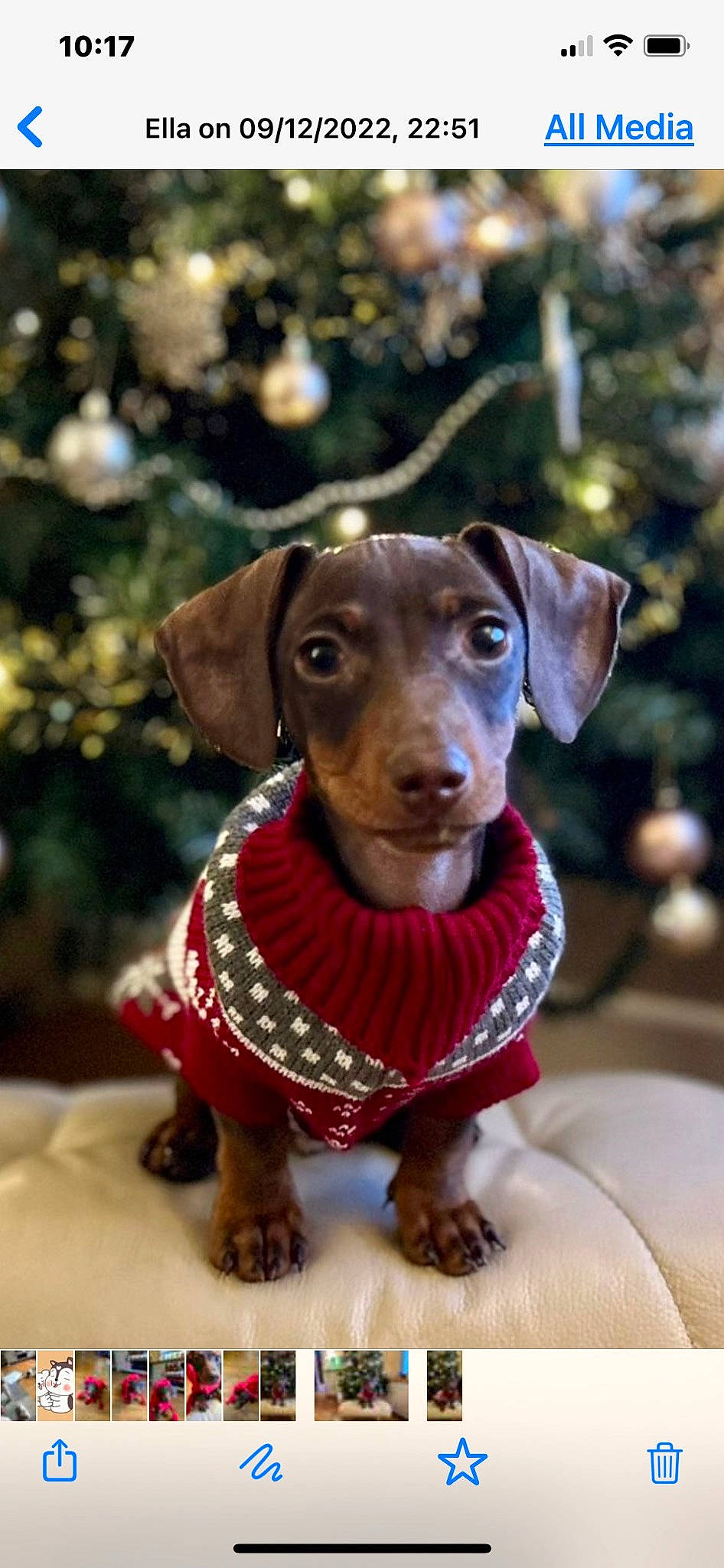 Bertie is registered to the contest to win money with this photo: brown, canidae, carnivore, collar, companion_dog, dog, dog_breed, dog_supply, fawn, fur, hunting_dog, liver, pet_supply, snout, sporting_group, toy, toy_dog, whiskers, wood, working_animal