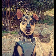 Darko a rejoint le concours — aidez-le/la à gagner de superbes lots ! animal, canine, dog, face, grove, head, hound, land, nature, outdoors, person, pet, photography, plant, portrait, puppy, rock, tree, vegetation, woodland