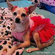 Diva joined the competition — help win amazing prizes! animal, bed, bedroom, blanket, comfort, cozy, cute, dog, domestic, ears, fur, indoor, mammal, paws, pet, red_bows, resting, small_dog, striped_clothing, tutu