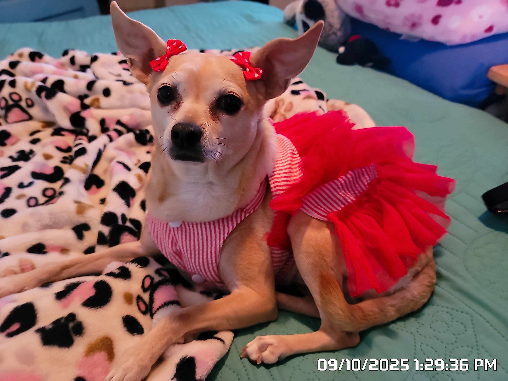 Diva
