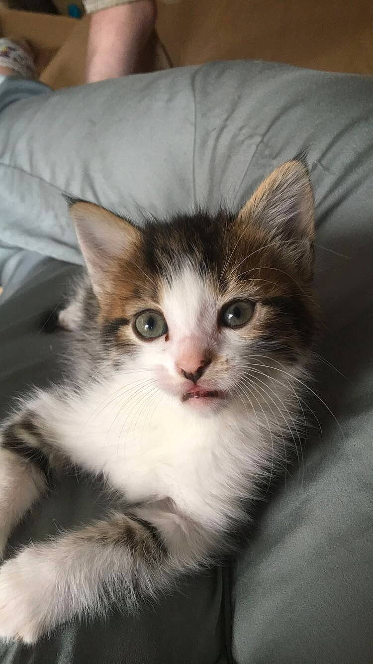 Chaussette participe au concours pour gagner de l'argent avec cette photo : box, carnivore, cat, claw, comfort, domestic_short_haired_cat, eye, felidae, fur, iris, paw, plant, small_to_medium_sized_cats, snout, tail, whiskers, window