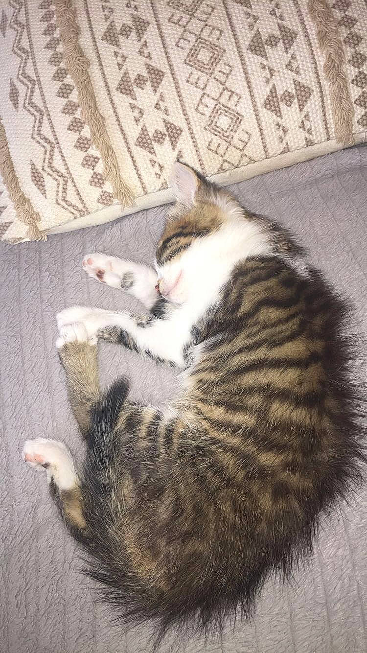 Chaussette participe au concours pour gagner de l'argent avec cette photo : carnivore, cat, claw, comfort, domestic_short_haired_cat, eye, felidae, foot, fur, linens, pattern, paw, small_to_medium_sized_cats, snout, tail, terrestrial_animal, whiskers, wood