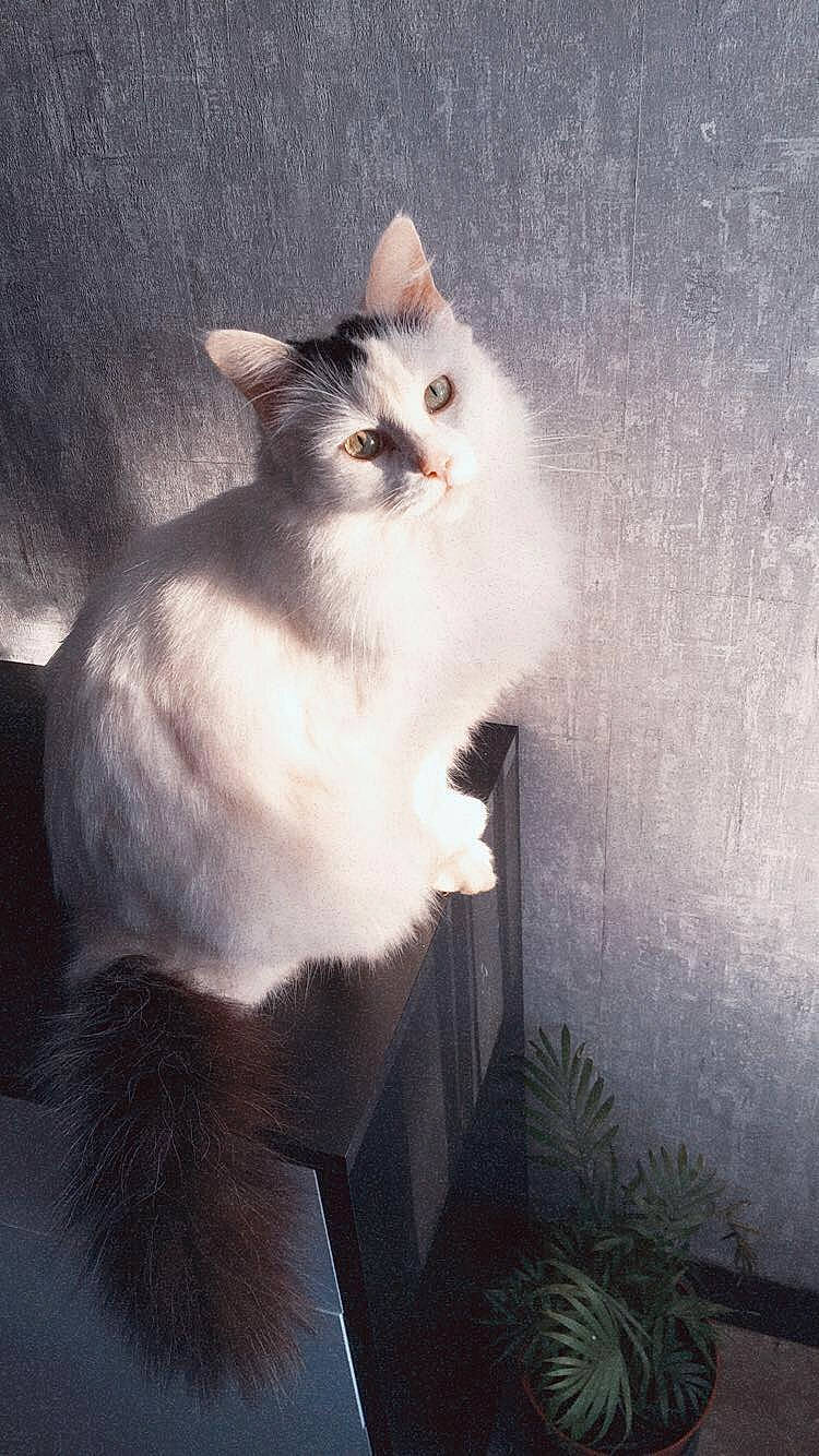 Boulette a rejoint le concours — aidez-le/la à gagner de superbes lots ! carnivore, cat, domestic_short_haired_cat, felidae, fur, paw, plant, ragdoll, shadow, small_to_medium_sized_cats, tail, tints_and_shades, whiskers, window