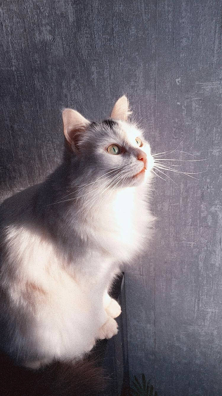 Boulette participe au concours pour gagner de l'argent avec cette photo : art, carnivore, cat, domestic_short_haired_cat, door, felidae, fur, grey, paw, small_to_medium_sized_cats, snout, tail, terrestrial_animal, whiskers, window