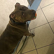 Naya a rejoint le concours — aidez-le/la à gagner de superbes lots ! dog, pitbull, ball, leash, tiled_floor, indoor, looking_up, brown_coat, collar, mouth, playful, pet, wall, doorway, paws, tiles, close_up, brindle, leash_clip, gaze