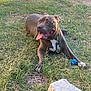 Naya participe au concours pour gagner de l'argent avec cette photo : dog, pitbull, canine, grass, leash, blue_ball, tongue_out, panting, collar, paws, stone, play_toy, outdoor, sunlight, happy, lying_down, backyard, ears, muzzle, ground