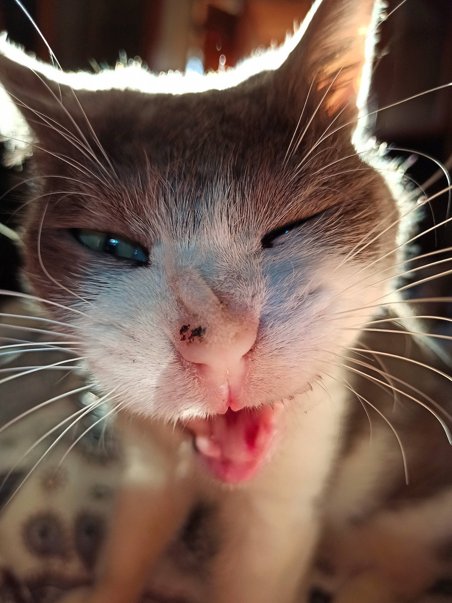 Muezza a rejoint le concours — aidez-le/la à gagner de superbes lots ! carnivore, cat, close_up, domestic_short_haired_cat, ear, fang, felidae, fur, gesture, happy, human_body, jaw, nose, organism, plant, sky, small_to_medium_sized_cats, snout, whiskers, window