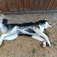 Unik a rejoint le concours — aidez-le/la à gagner de superbes lots ! dog, husky, lying_down, outdoor, grass, dirt, fence, resting, sleeping, canine, pet, animal, fur, black_and_white, collar, nature, summer, relaxation, paw, muddy