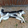 dog, husky, lying_down, outdoor, grass, dirt, fence, resting, sleeping, canine, pet, animal, fur, black_and_white, collar, nature, summer, relaxation, paw, muddy