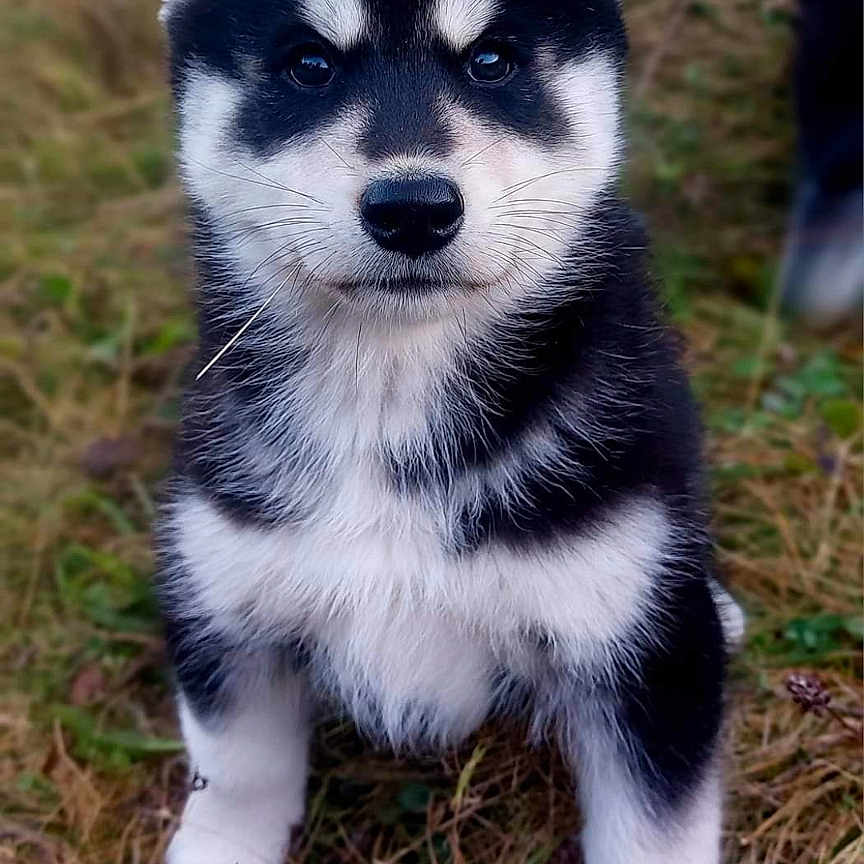 Unik participe au concours pour gagner de l'argent avec cette photo : adorable, animal, black_and_white, canine, cute, dog, ears, eyes, face, fur, grass, muzzle, nature, outdoor, pet, portrait, puppy, sitting, whiskers, young