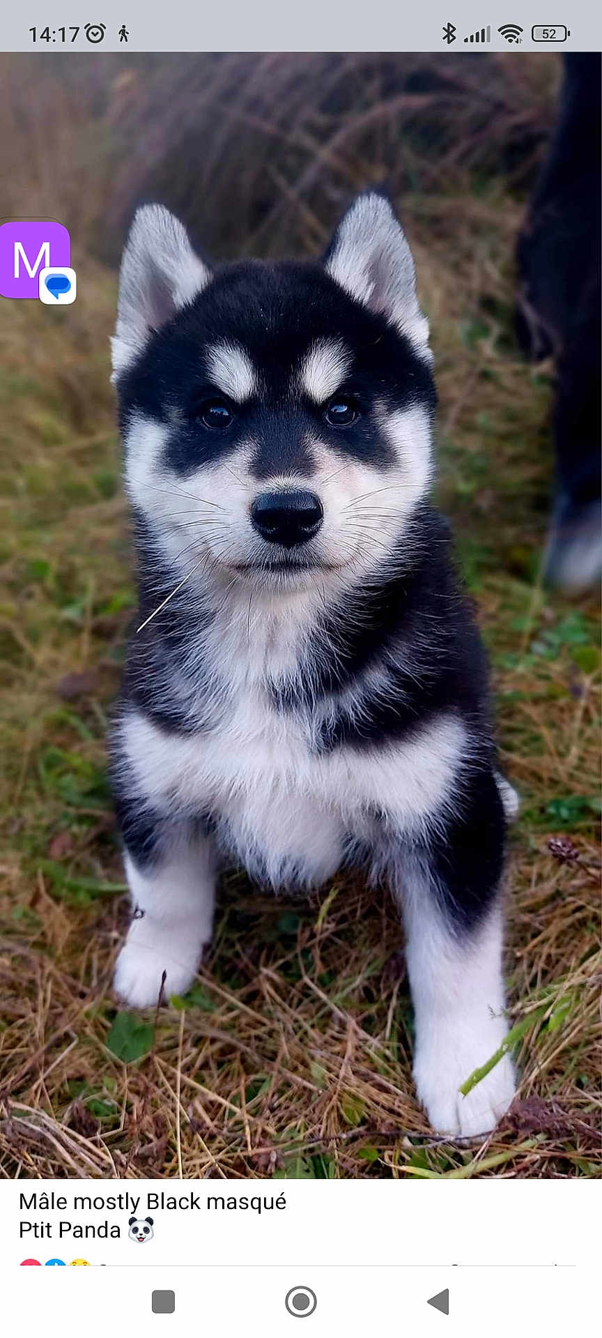 Unik participe au concours pour gagner de l'argent avec cette photo : puppy, dog, black_and_white, grass, outdoor, animal, cute, fur, pet, young, face, ears, eyes, nature, adorable, sitting, muzzle, whiskers, portrait, canine