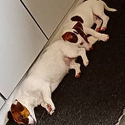 Snatch joined the competition — help win amazing prizes! animal, black, brown, carpet, companion, cute, dog, domestic, floor, fur, home, indoor, laying_down, pet, puppy, quiet, relaxation, resting, sleeping, white