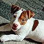Snatch is registered to the contest to win money with this photo: puppy, dog, white, brown_patches, pet, cute, lying_down, floor, curious, young_dog, animal, indoors, canine, small_dog, looking_up, playful, fur, ears, paw, nose