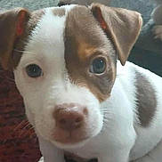 Snatch joined the competition — help win amazing prizes! puppy, dog, close_up, brown_and_white, curious, pet, animal, indoor, carpet, cute, young, sitting, fur, nose, ears, paw, companion, domestic, friend, adorable