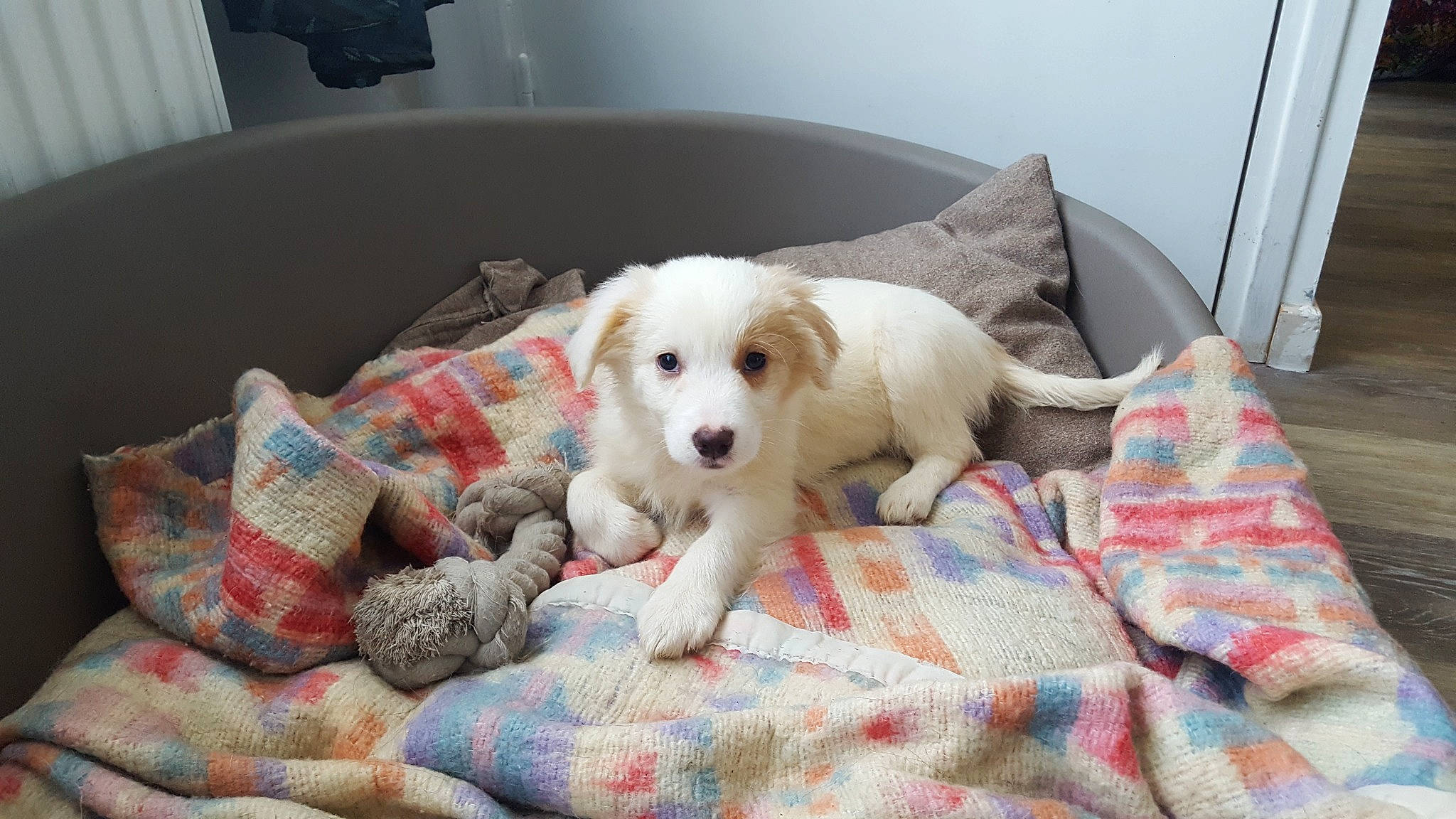 Oria a rejoint le concours — aidez-le/la à gagner de superbes lots ! carnivore, comfort, companion_dog, couch, dog, dog_breed, dog_supply, fawn, flooring, fur, linens, living_room, mammal, paw, plaid, room, snout, sporting_group, tail, working_animal