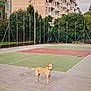 dog, outdoor, sports_court, fence, greenery, building, residential, sky, cloudy, urban, pet, animal, pavement, collar, daytime, standing, empty_court, nature, quiet, suburban