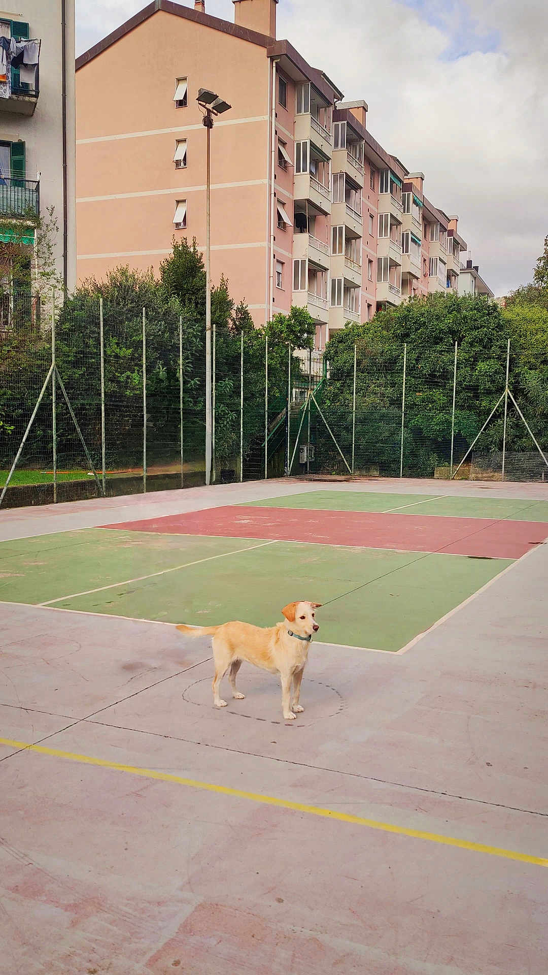 Mamy participe au concours pour gagner de l'argent avec cette photo : dog, outdoor, sports_court, fence, greenery, building, residential, sky, cloudy, urban, pet, animal, pavement, collar, daytime, standing, empty_court, nature, quiet, suburban