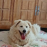 Anabella a rejoint le concours — aidez-le/la à gagner de superbes lots ! dog, white_dog, fluffy, happy, panting, indoor, wooden_cabinet, furniture, blanket, floral_pattern, pet, canine, tongue_out, relaxed, cute, domestic_animal, resting, animal, smiling, cozy