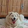 dog, white_dog, fluffy, happy, panting, indoor, wooden_cabinet, furniture, blanket, floral_pattern, pet, canine, tongue_out, relaxed, cute, domestic_animal, resting, animal, smiling, cozy