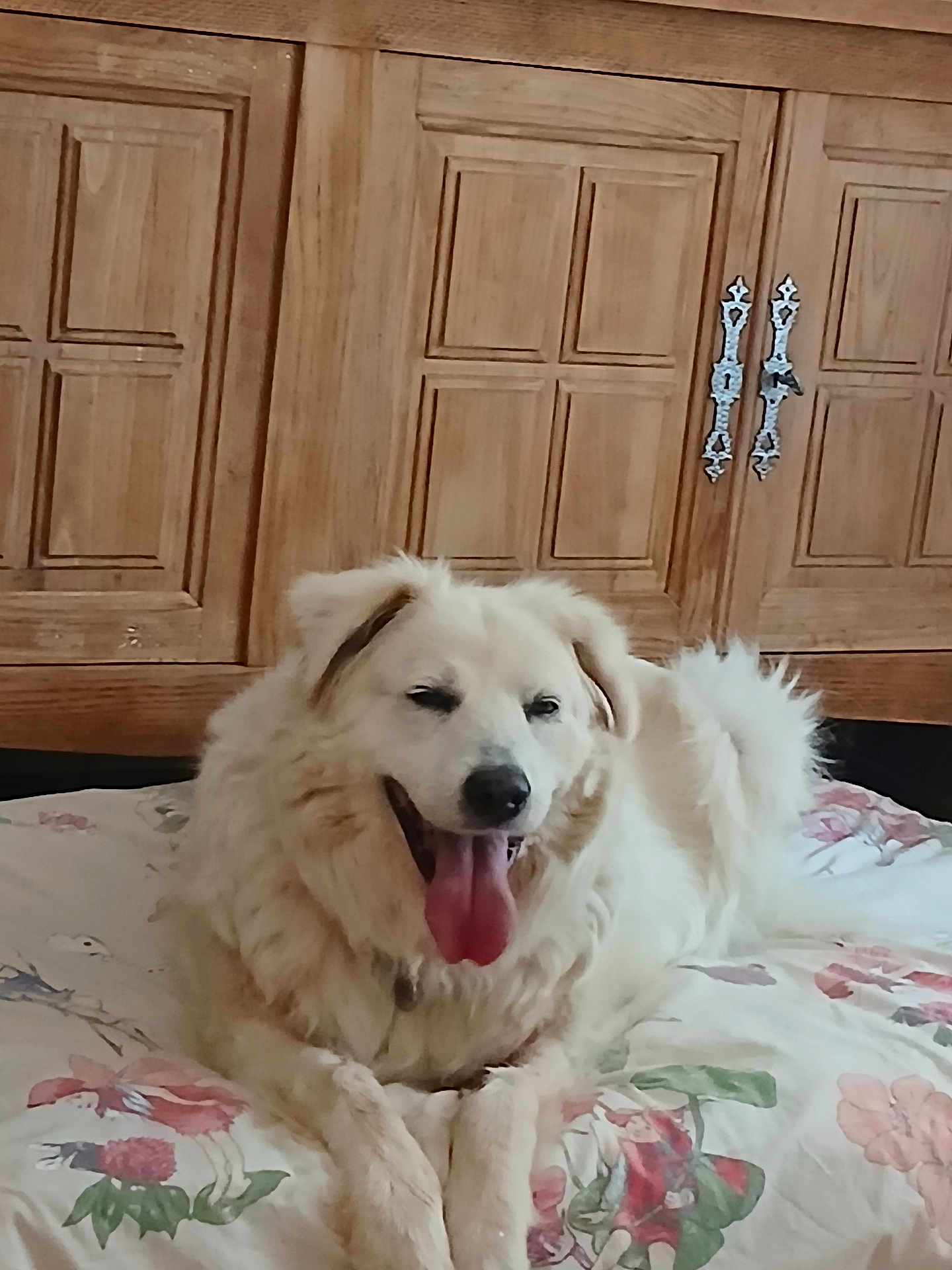 Anabella a rejoint le concours — aidez-le/la à gagner de superbes lots ! dog, white_dog, fluffy, happy, panting, indoor, wooden_cabinet, furniture, blanket, floral_pattern, pet, canine, tongue_out, relaxed, cute, domestic_animal, resting, animal, smiling, cozy