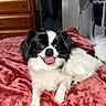 dog, black_and_white, small_dog, pet, smiling, tongue_out, bedroom, blanket, plush, furniture, fan, wooden_drawers, indoor, cute, happy, lying_down, cozy, fur, tail, domestic_animal