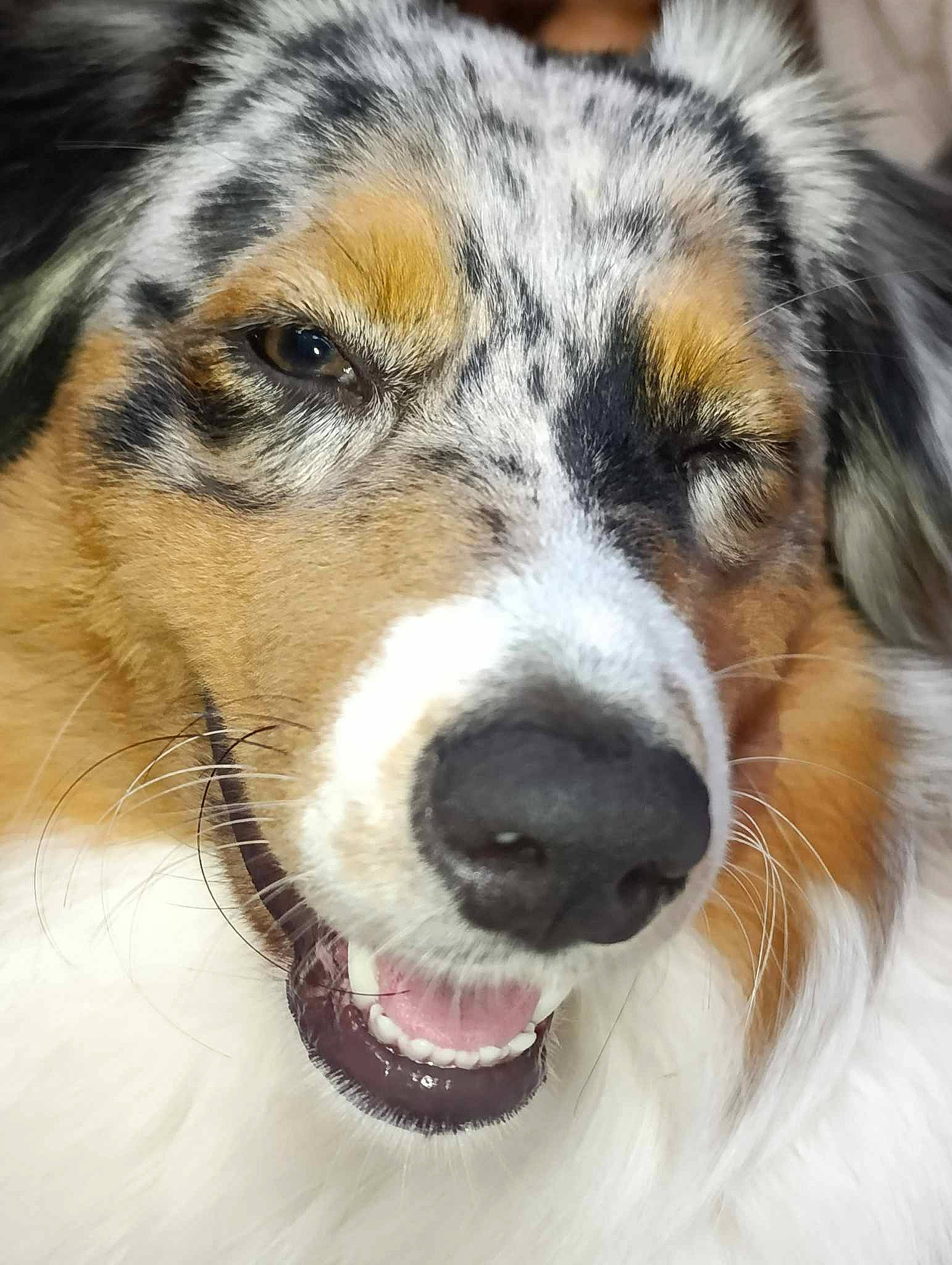 Ambre a rejoint le concours — aidez-le/la à gagner de superbes lots ! art, australian_shepherd, canidae, carnivore, close_up, companion_dog, dog, dog_breed, eye, fur, hair, head, herding_dog, human_body, snout, sporting_group, terrestrial_animal, whiskers, window, working_animal