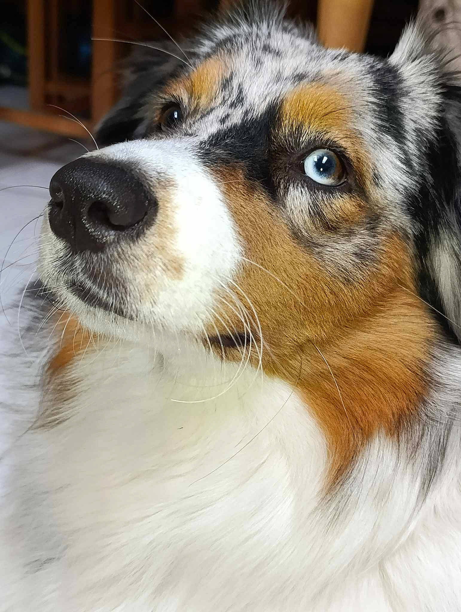 Ambre participe au concours pour gagner de l'argent avec cette photo : australian_collie, australian_shepherd, canidae, carnivore, companion_dog, dog, dog_breed, fur, herding_dog, miniature_australian_shepherd, puppy, scotch_collie, snout, sporting_group, terrestrial_animal, whiskers, working_animal, working_dog