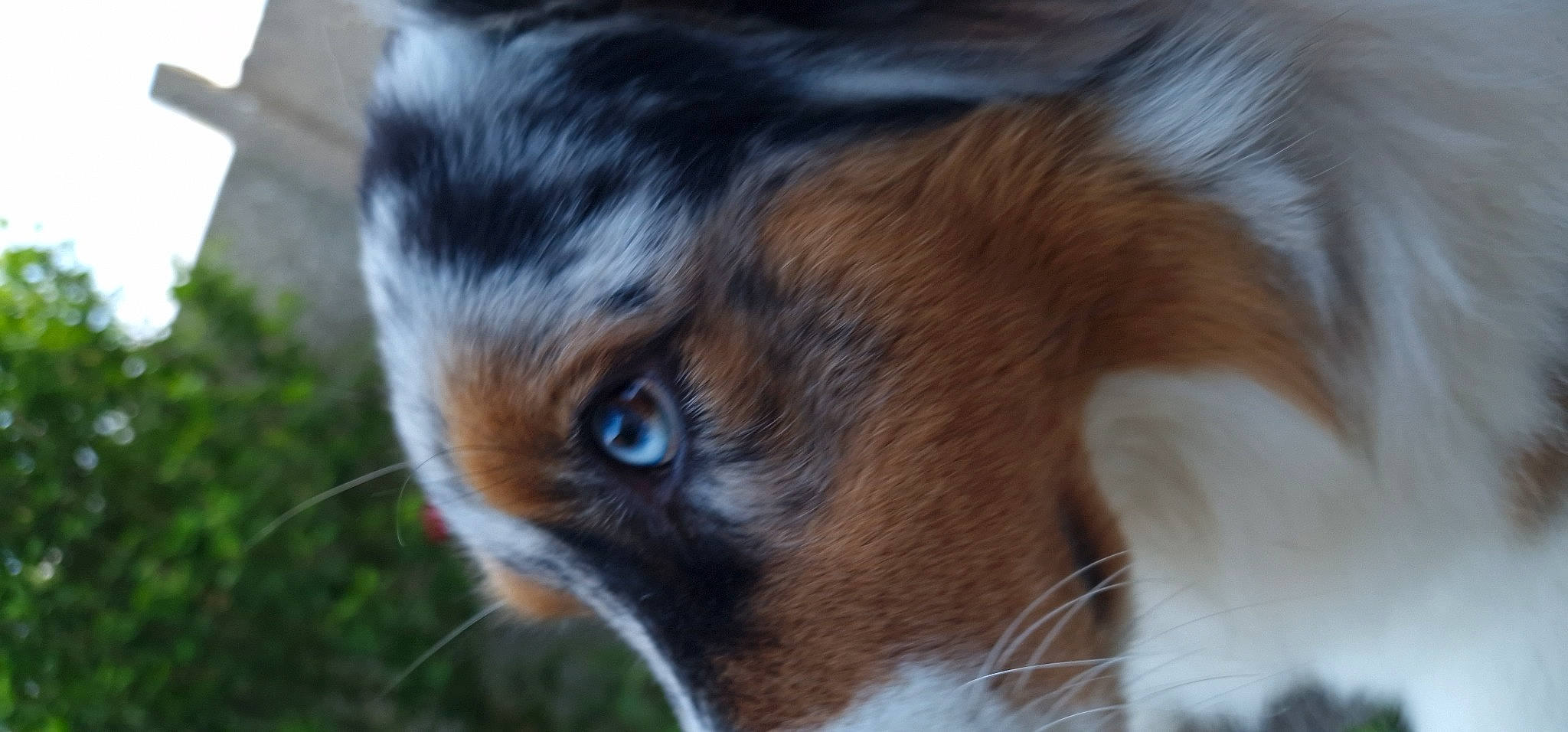 Ambre participe au concours pour gagner de l'argent avec cette photo : canidae, carnivore, close_up, companion_dog, dog_breed, eye, eyelash, fawn, felidae, fur, grass, liver, small_to_medium_sized_cats, snout, sporting_group, terrestrial_animal, tree, whiskers, wildlife, wood