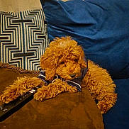 Simba is registered to the contest to win money with this photo: dog, brown_dog, curly_fur, puppy, couch, pillow, remote_control, indoor, pet, relaxing, furniture, blue_pillow, patterned_pillow, brown_blanket, cozy, resting, animal, cute, wearing_clothes, home