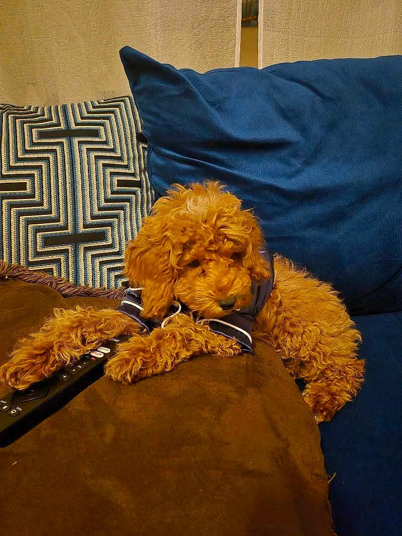 Simba is registered to the contest to win money with this photo: dog, brown_dog, curly_fur, puppy, couch, pillow, remote_control, indoor, pet, relaxing, furniture, blue_pillow, patterned_pillow, brown_blanket, cozy, resting, animal, cute, wearing_clothes, home