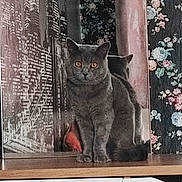 Grafas is registered to the contest to win money with this photo: cat, gray_cat, reflection, mirror, floral_wallpaper, wooden_surface, cityscape_print, indoor, pet, feline, animal, orange_eyes, curious, sitting, furniture, home_decor, patterned_wall, domestic_cat, still_life