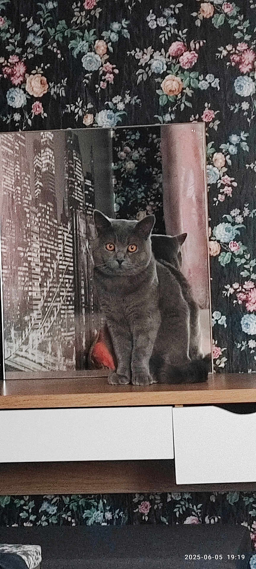 Grafas is registered to the contest to win money with this photo: cat, gray_cat, reflection, mirror, floral_wallpaper, wooden_surface, cityscape_print, indoor, pet, feline, animal, orange_eyes, curious, sitting, furniture, home_decor, patterned_wall, domestic_cat, still_life