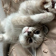 Theodore is registered to the contest to win money with this photo: cat, fluffy, paw, lying_down, face, whiskers, beige, fabric, texture, closeup, cute, pet, playful, indoor, feline, soft, relaxed, kitten, curious, resting