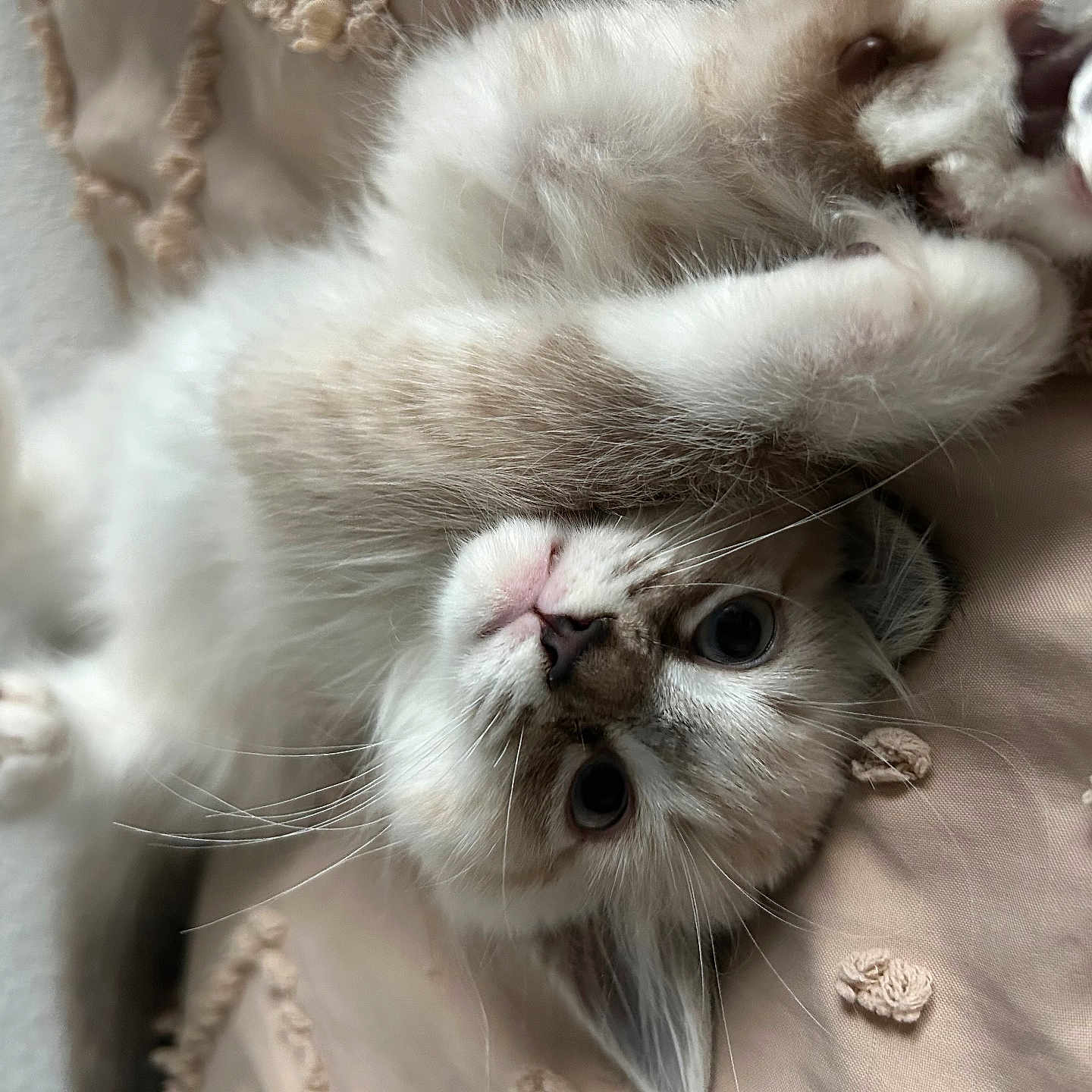 Theodore is registered to the contest to win money with this photo: beige, cat, closeup, curious, cute, fabric, face, feline, fluffy, indoor, kitten, lying_down, paw, pet, playful, relaxed, resting, soft, texture, whiskers