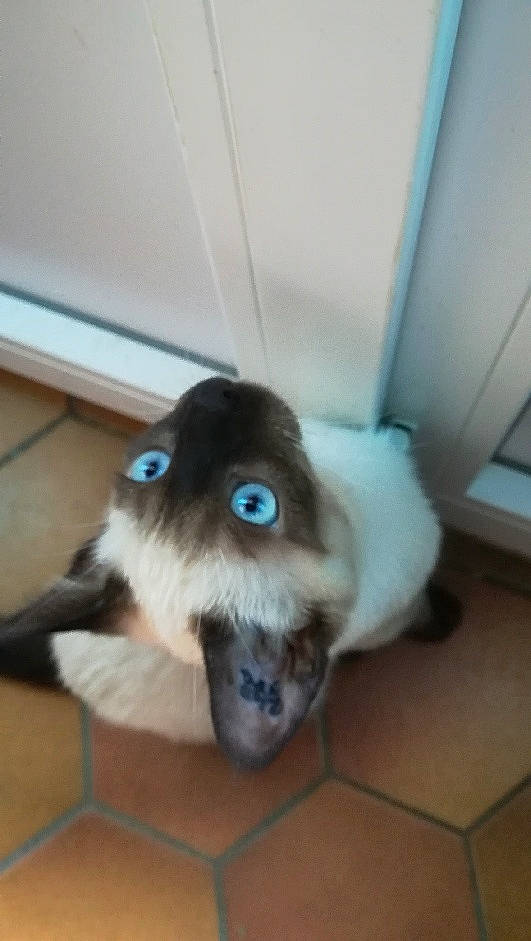 Oreo participe au concours pour gagner de l'argent avec cette photo : carnivoran, cat, cat_like_mammal, dog_breed_group, fur, paw, small_to_medium_sized_cats, snout, whiskers