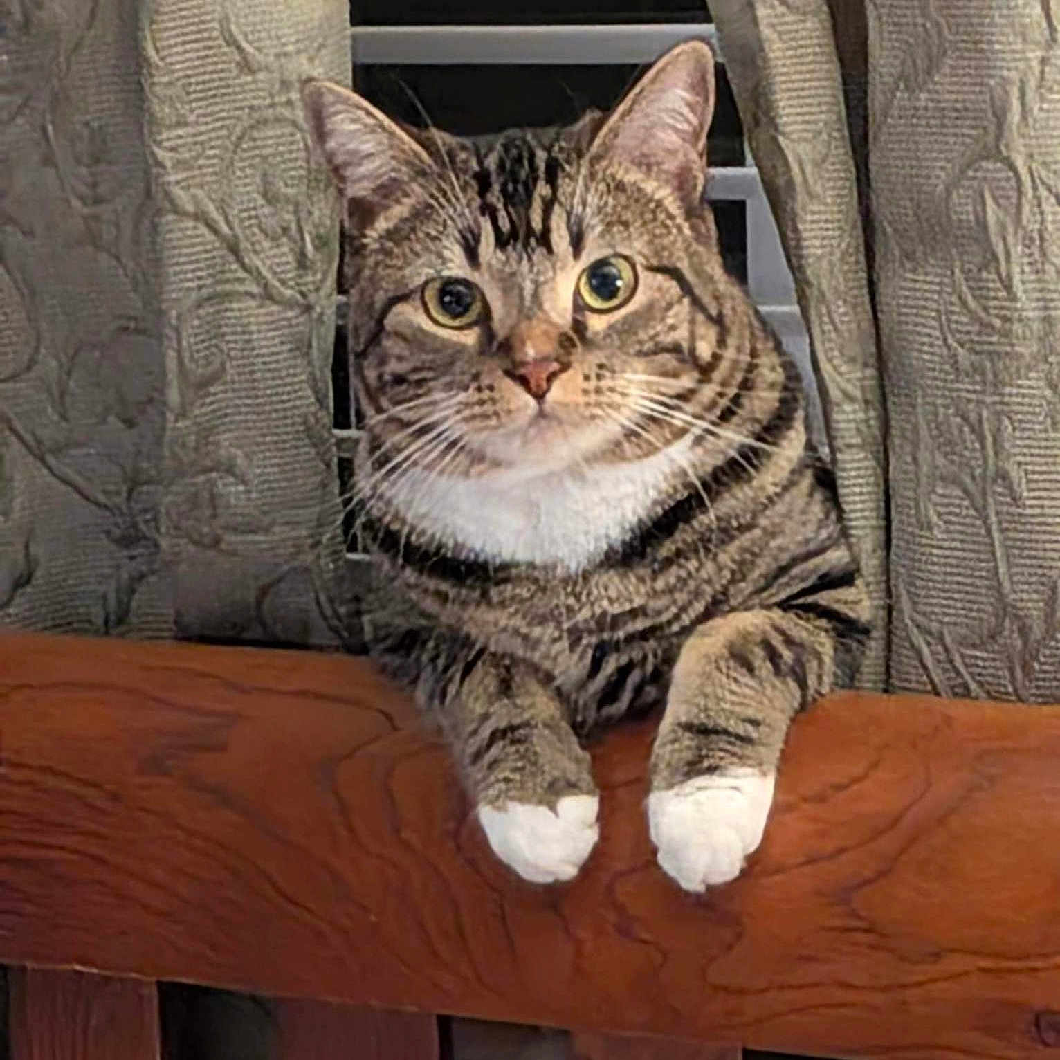 Bonita