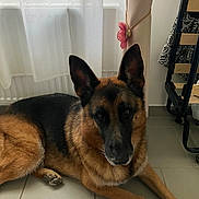 Ouba participe au concours pour gagner de l'argent avec cette photo : dog, german_shepherd, pet, animal, lying_down, portrait, brown_fur, black_fur, pointed_ears, muzzle, whiskers, indoors, tile_floor, window, curtains, radiator, home, furniture, natural_light, alert