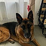 dog, german_shepherd, pet, animal, lying_down, portrait, brown_fur, black_fur, pointed_ears, muzzle, whiskers, indoors, tile_floor, window, curtains, radiator, home, furniture, natural_light, alert