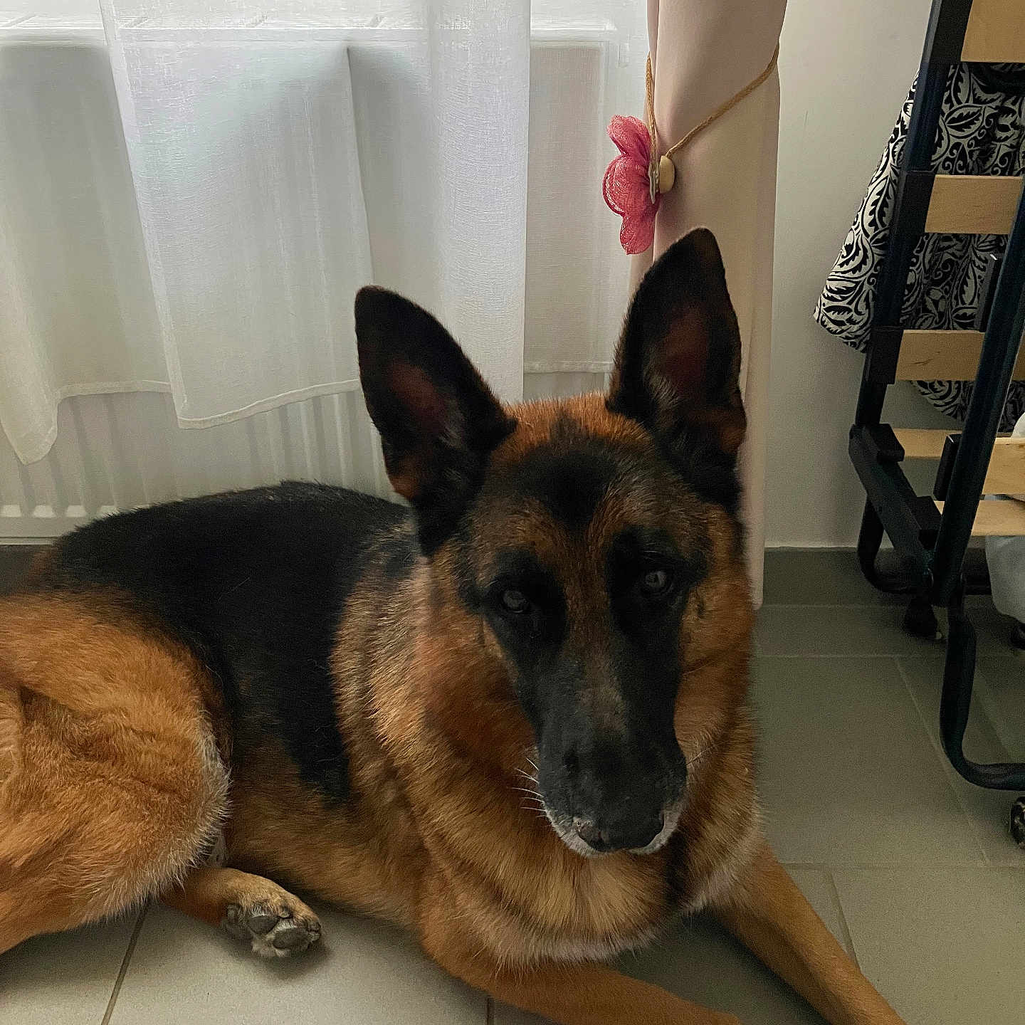 Ouba participe au concours pour gagner de l'argent avec cette photo : dog, german_shepherd, pet, animal, lying_down, portrait, brown_fur, black_fur, pointed_ears, muzzle, whiskers, indoors, tile_floor, window, curtains, radiator, home, furniture, natural_light, alert
