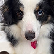 Theo joined the competition — help win amazing prizes! dog, close_up, heterochromia, blue_eye, brown_eye, fur, pet, collar, red_tag, cute, animal, portrait, indoor, whiskers, nose, paw, black_and_white, fluffy, canine, pet_owner